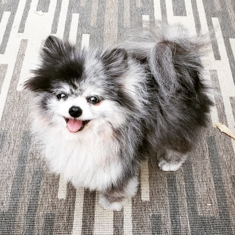 Ferris, a Pomeranian tested with EmbarkVet.com