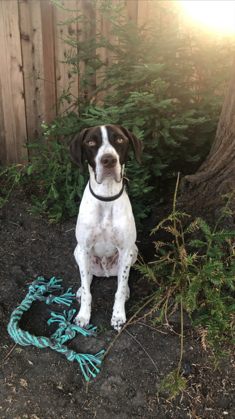 Sawyer, a German Shorthaired Pointer tested with EmbarkVet.com