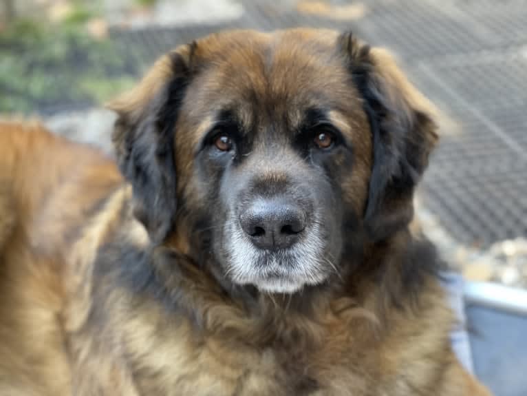 LEOS BY THE SEA TEAK ACADIA, a Leonberger tested with EmbarkVet.com