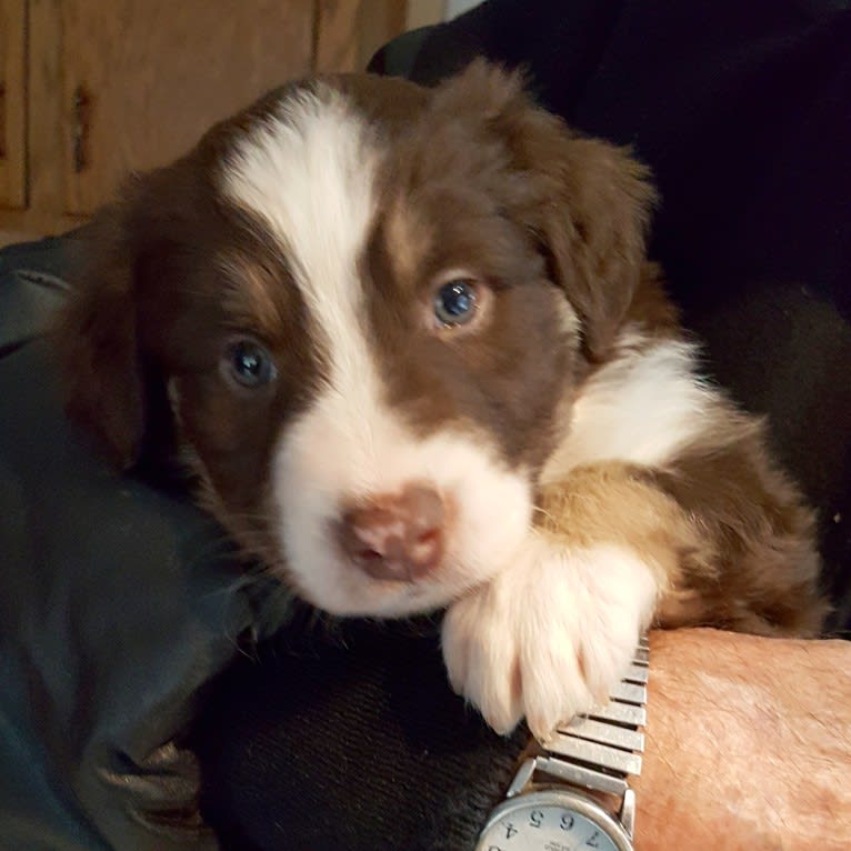 Copper, an Australian Shepherd and Border Collie mix tested with EmbarkVet.com