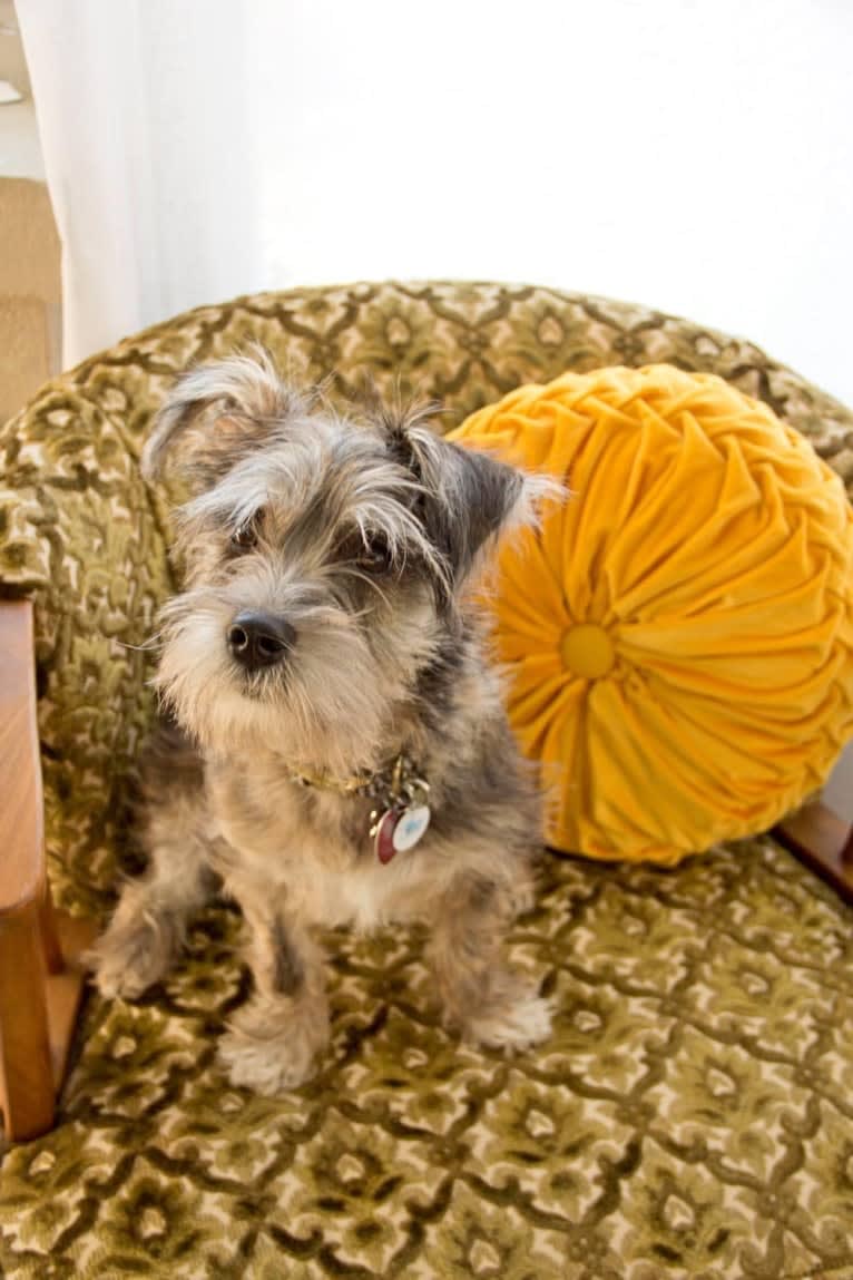 Adelaide, a Miniature Schnauzer and Boston Terrier mix tested with EmbarkVet.com