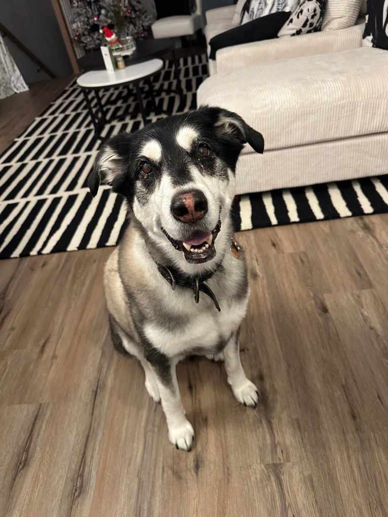 Keira, an Alaskan Malamute and Siberian Husky mix tested with EmbarkVet.com