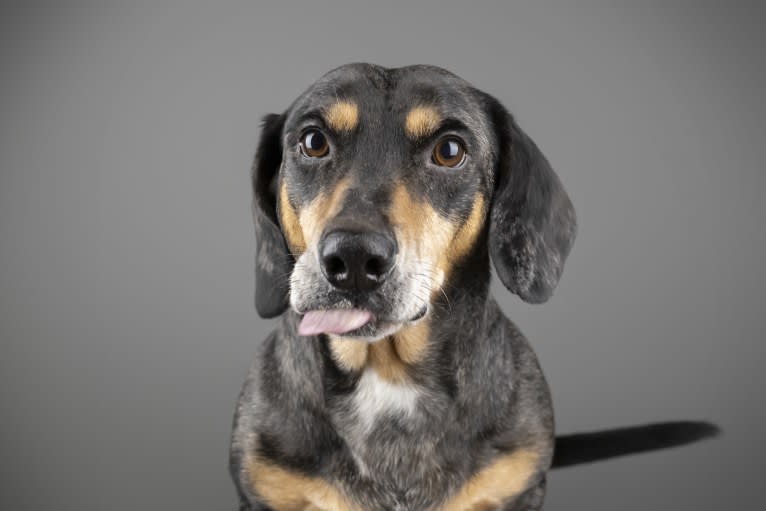 Carlos, a Dachshund and American Pit Bull Terrier mix tested with EmbarkVet.com