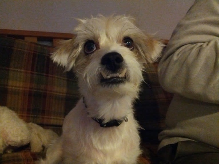 Sammy, a Poodle (Small) and Miniature Schnauzer mix tested with EmbarkVet.com