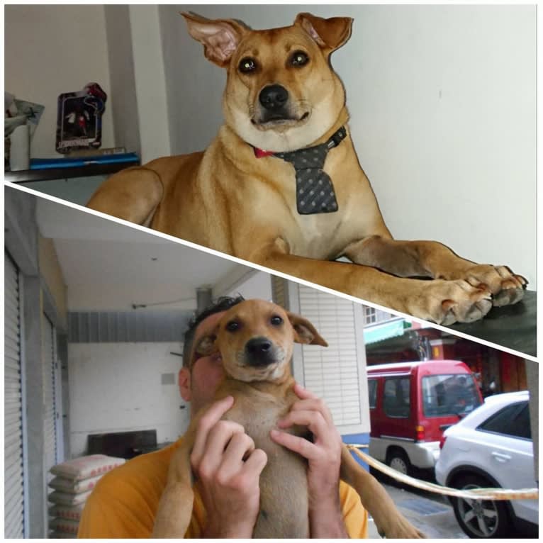 Louie, a Formosan Mountain Dog tested with EmbarkVet.com
