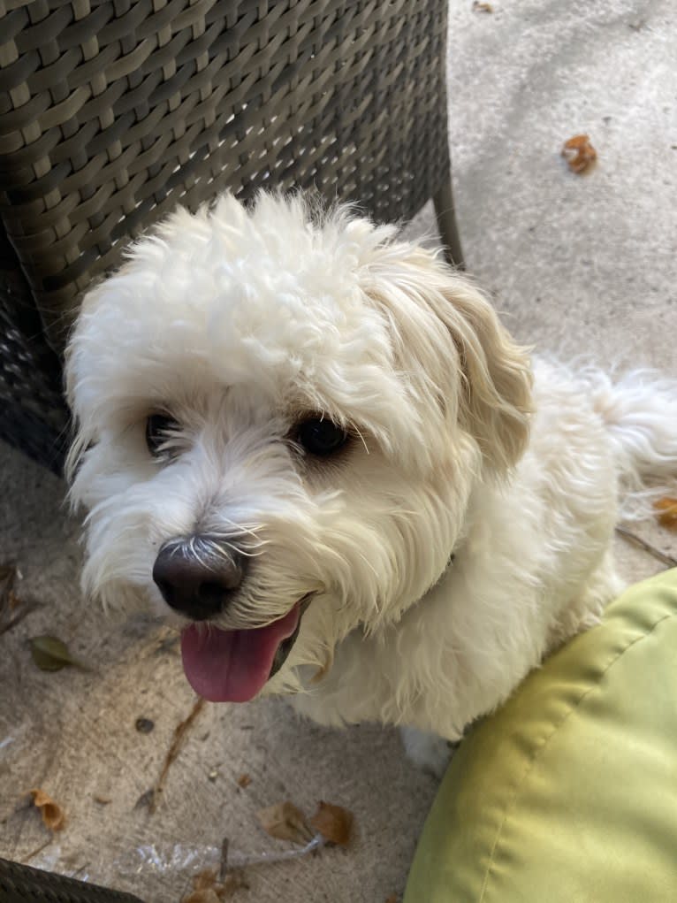 Murphy, a Maltese and Shih Tzu mix tested with EmbarkVet.com