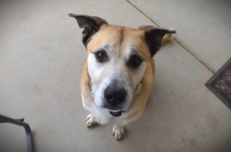 Adonis, a Siberian Husky and American Pit Bull Terrier mix tested with EmbarkVet.com