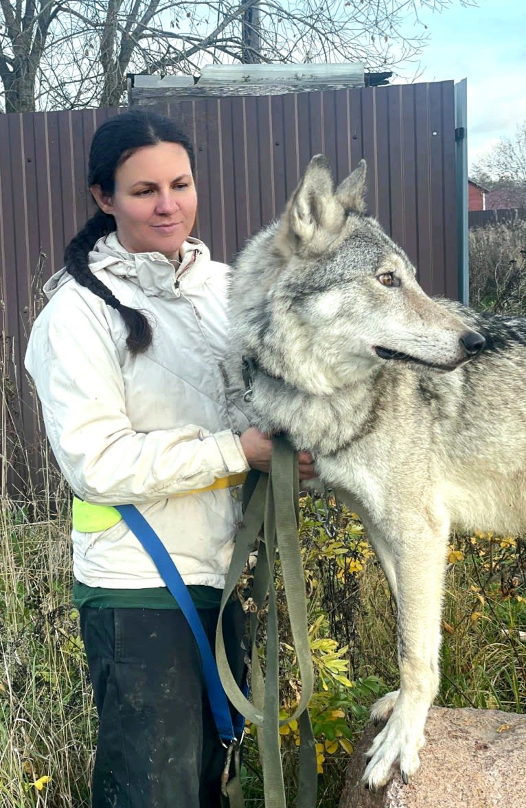 Орфей a dog tested with EmbarkVet.com
