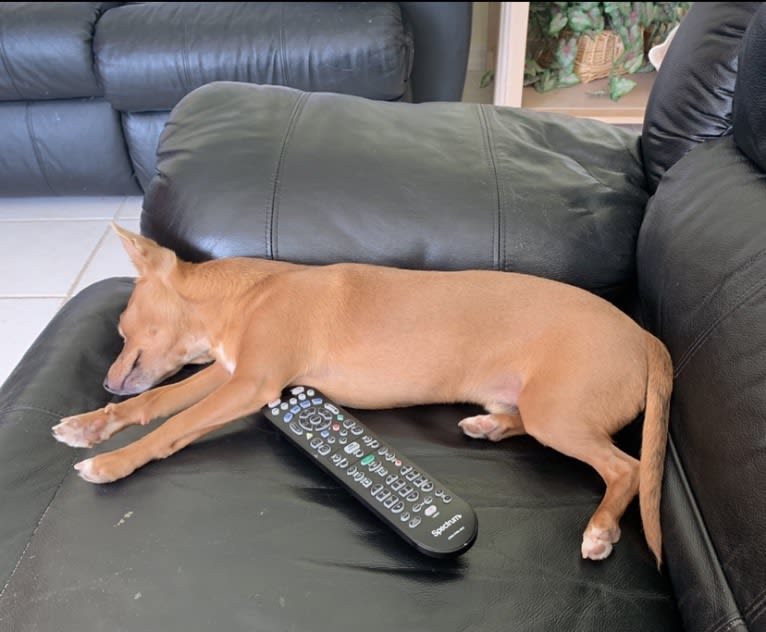 Westin, a Chihuahua and Rat Terrier mix tested with EmbarkVet.com