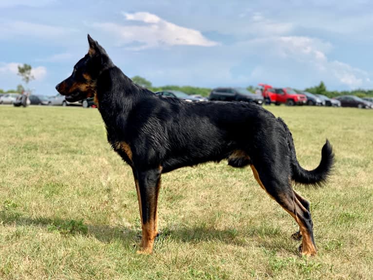 Ragar, a Beauceron tested with EmbarkVet.com