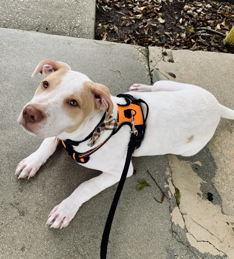 Casper, an American Pit Bull Terrier and Labrador Retriever mix tested with EmbarkVet.com