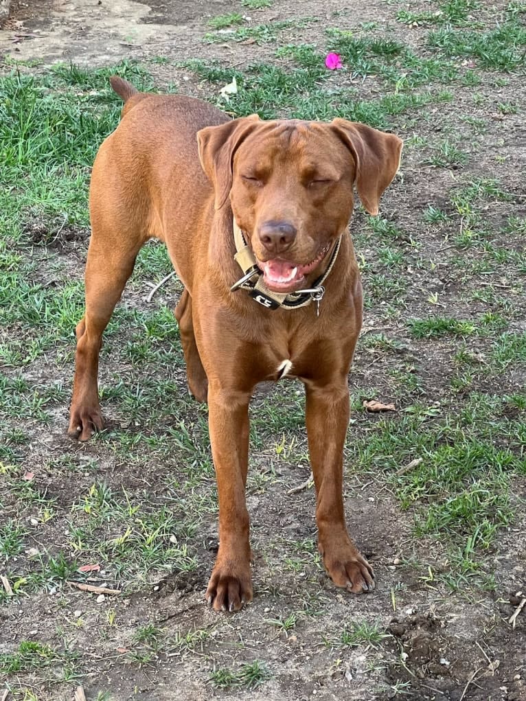 Kingston, a Weimaraner and Labrador Retriever mix tested with EmbarkVet.com