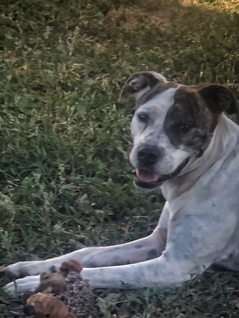 Tasha, an American Pit Bull Terrier and American Staffordshire Terrier mix tested with EmbarkVet.com