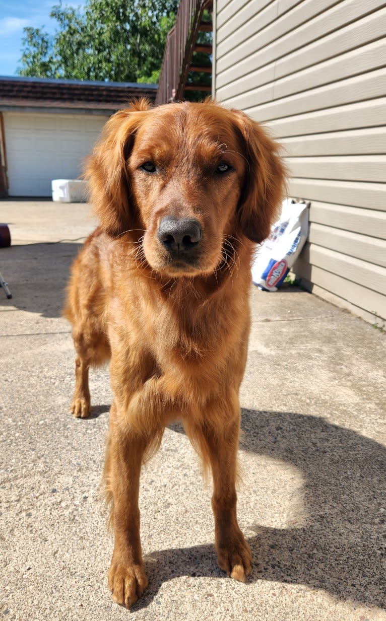 Eclipse, a Golden Retriever tested with EmbarkVet.com