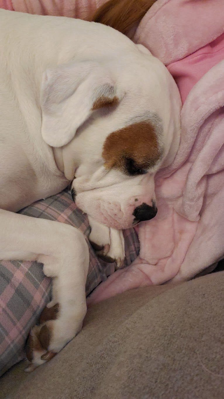 Thorsen, a Boxer and Saint Bernard mix tested with EmbarkVet.com
