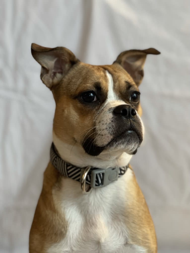 Lucy, a Boston Terrier and Bulldog mix tested with EmbarkVet.com