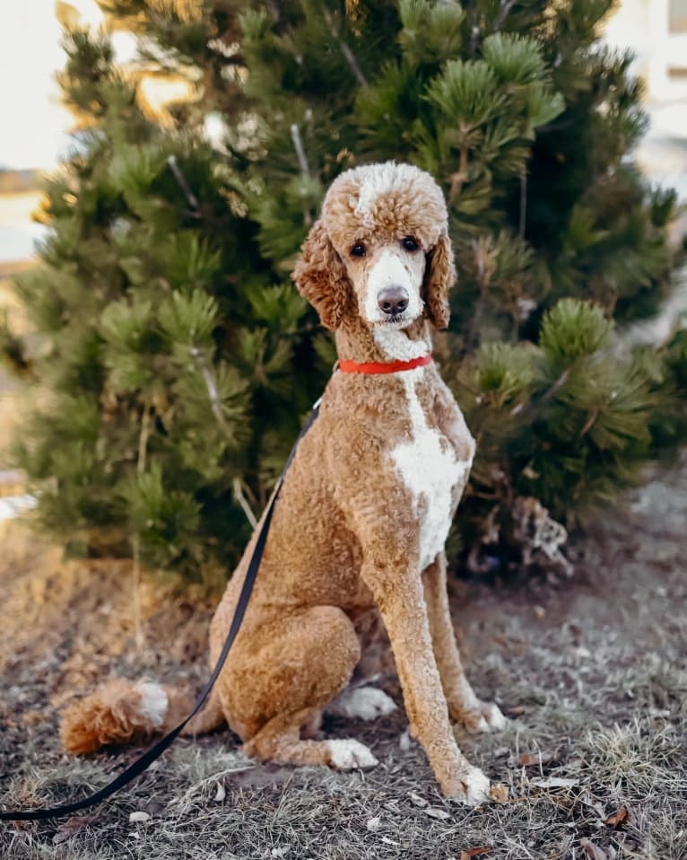 Benny, a Poodle (Standard) tested with EmbarkVet.com