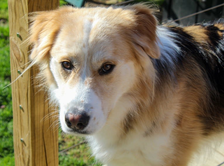 Buckley, a Siberian Husky and Labrador Retriever mix tested with EmbarkVet.com