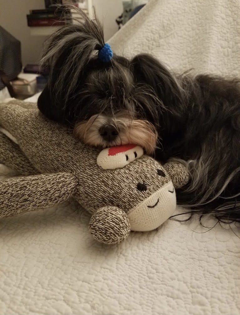 Scrabble, a Maltipoo tested with EmbarkVet.com