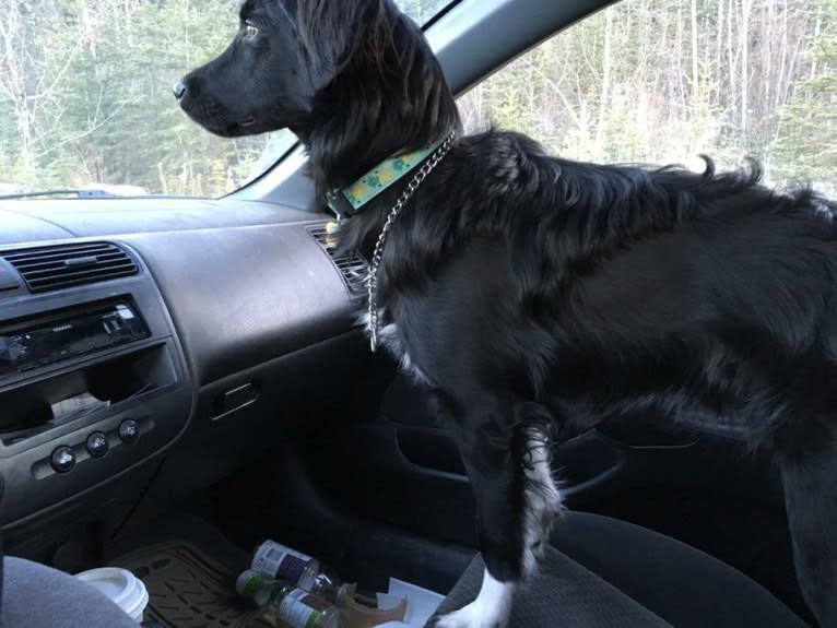 Aloe Vera, a Rottweiler and Border Collie mix tested with EmbarkVet.com