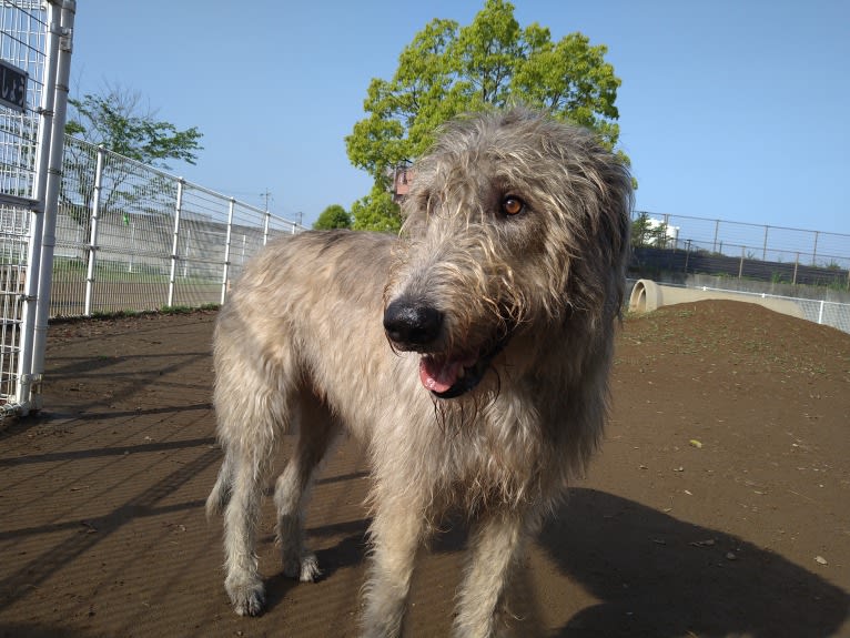 Mouton, an Irish Wolfhound tested with EmbarkVet.com