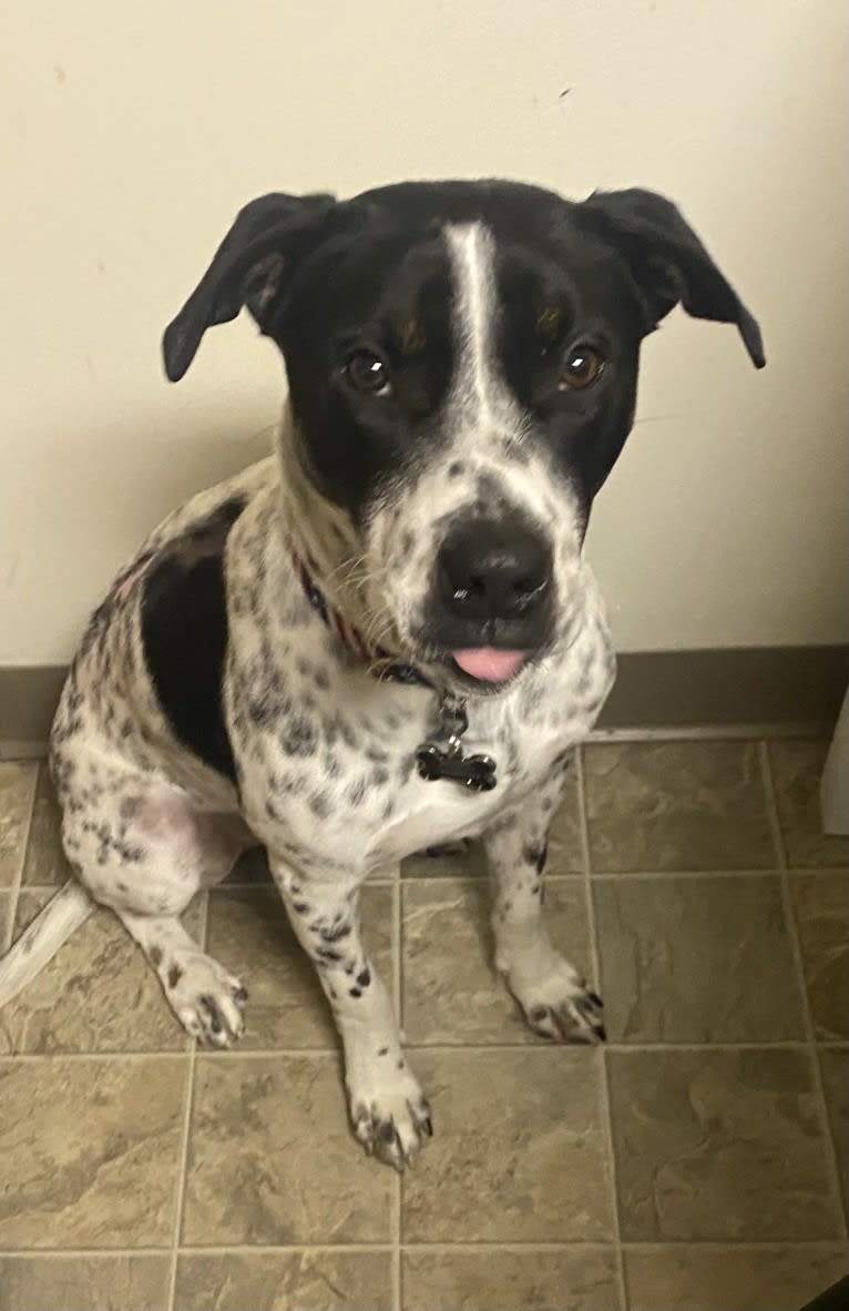 Pongo, an American Pit Bull Terrier and Australian Cattle Dog mix tested with EmbarkVet.com