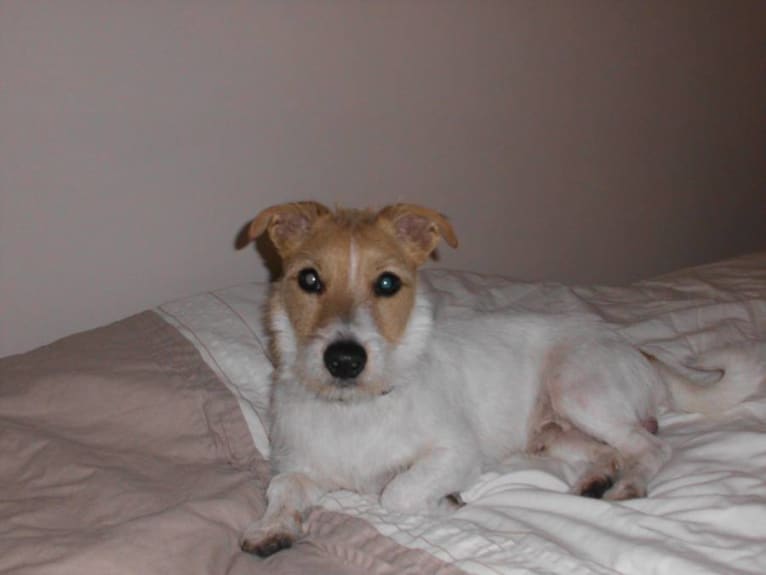 ALFIE, a Russell-type Terrier and Welsh Terrier mix tested with EmbarkVet.com