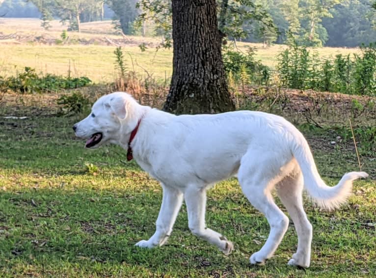 Ammy, a Maremma Sheepdog tested with EmbarkVet.com