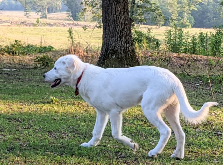 Ammy, a Maremma Sheepdog tested with EmbarkVet.com