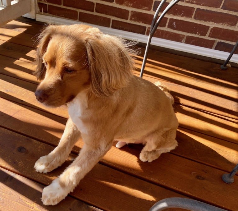 Moose Henry, a Cocker Spaniel and Russell-type Terrier mix tested with EmbarkVet.com