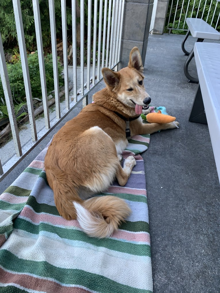 Cooper, a South Asian Village Dog tested with EmbarkVet.com