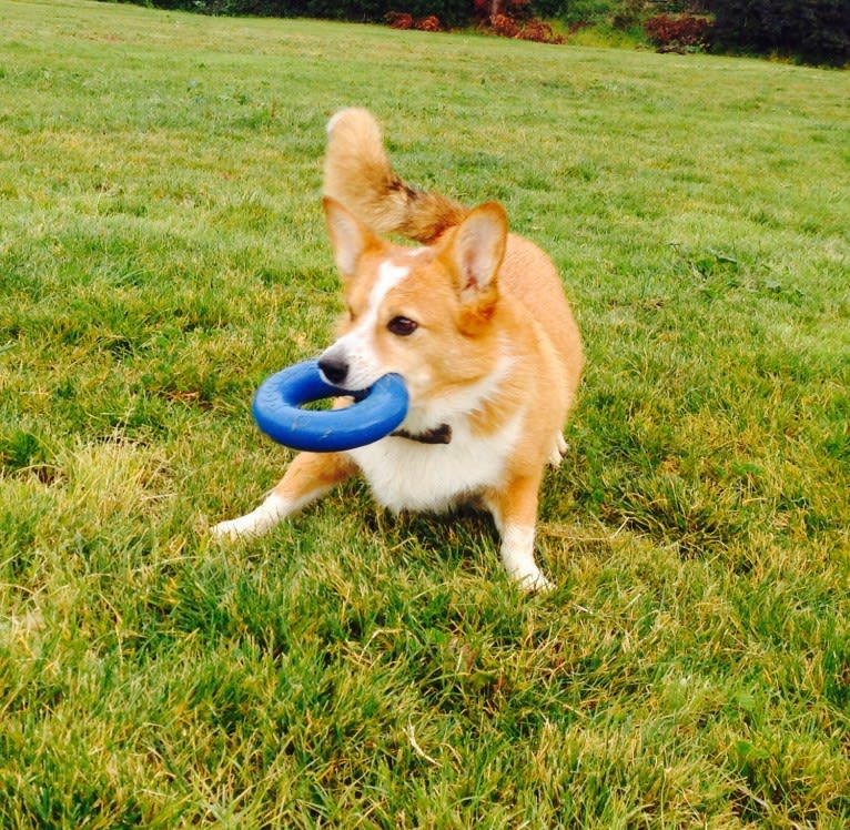 Wizard, a Pembroke Welsh Corgi and Border Collie mix tested with EmbarkVet.com