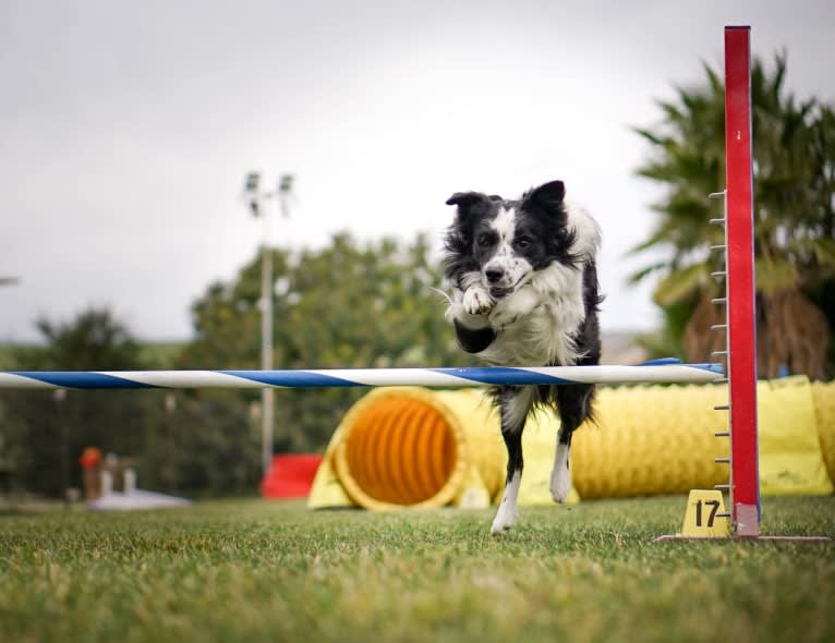 Donut, a Border Collie tested with EmbarkVet.com