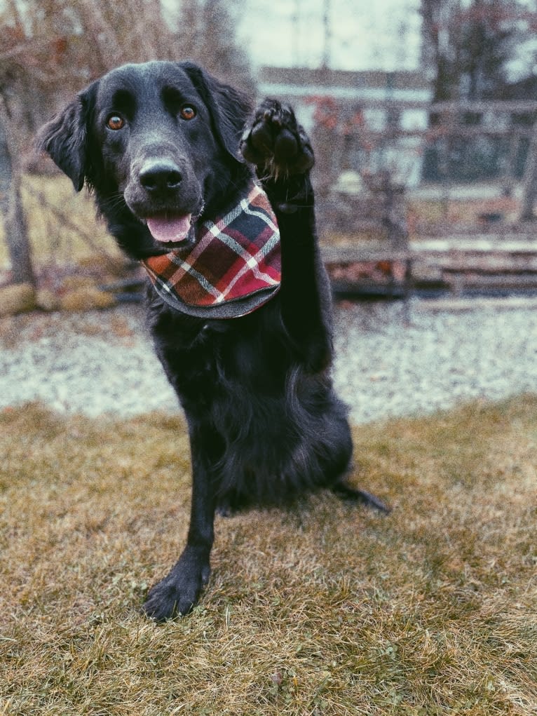 Huck, a Labrador Retriever and American Foxhound mix tested with EmbarkVet.com