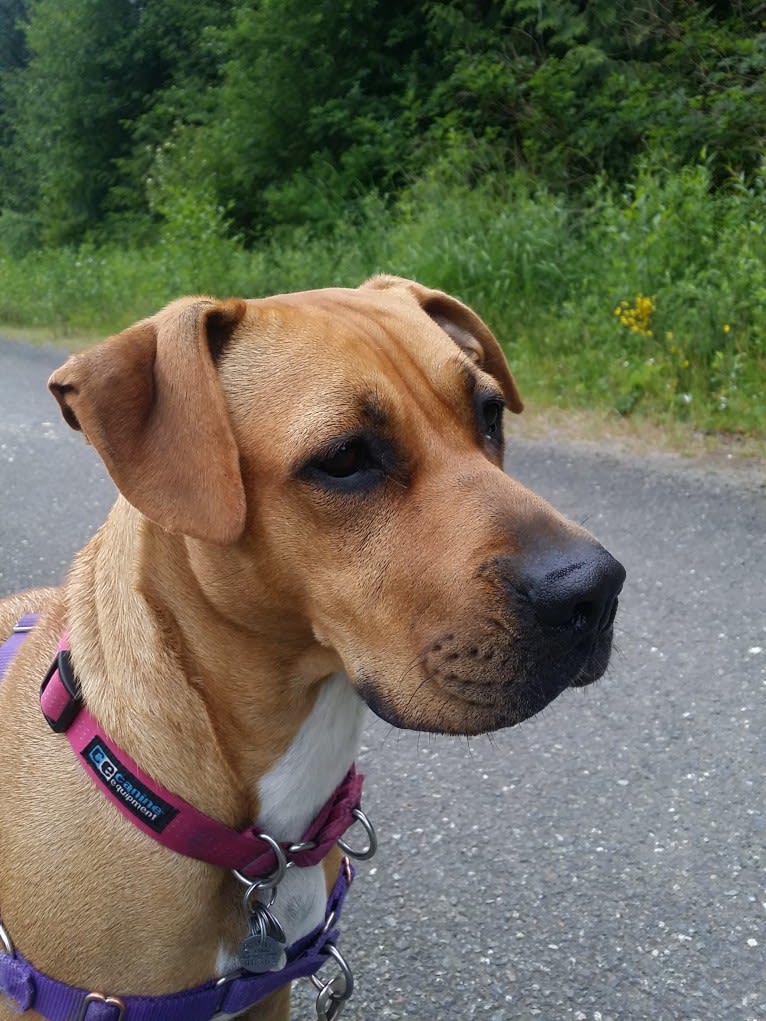 Bella, a Boxer and American Pit Bull Terrier mix tested with EmbarkVet.com