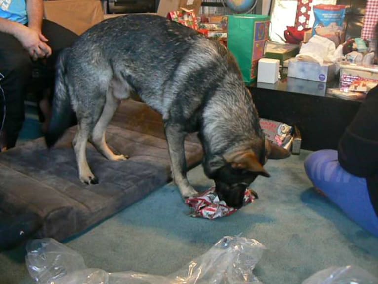 Apollo, a German Shepherd Dog tested with EmbarkVet.com