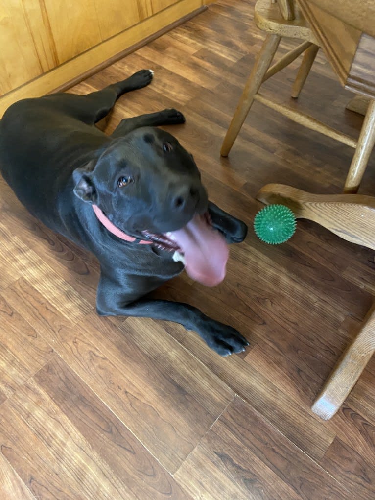 Jagger, an American Bully and American Bulldog mix tested with EmbarkVet.com