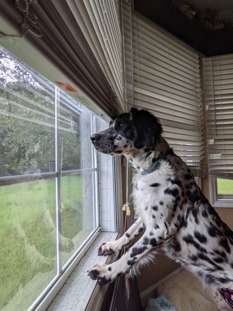 Freyja a.k.a. "Not Your Usual Suspect", a Dalmatian tested with EmbarkVet.com