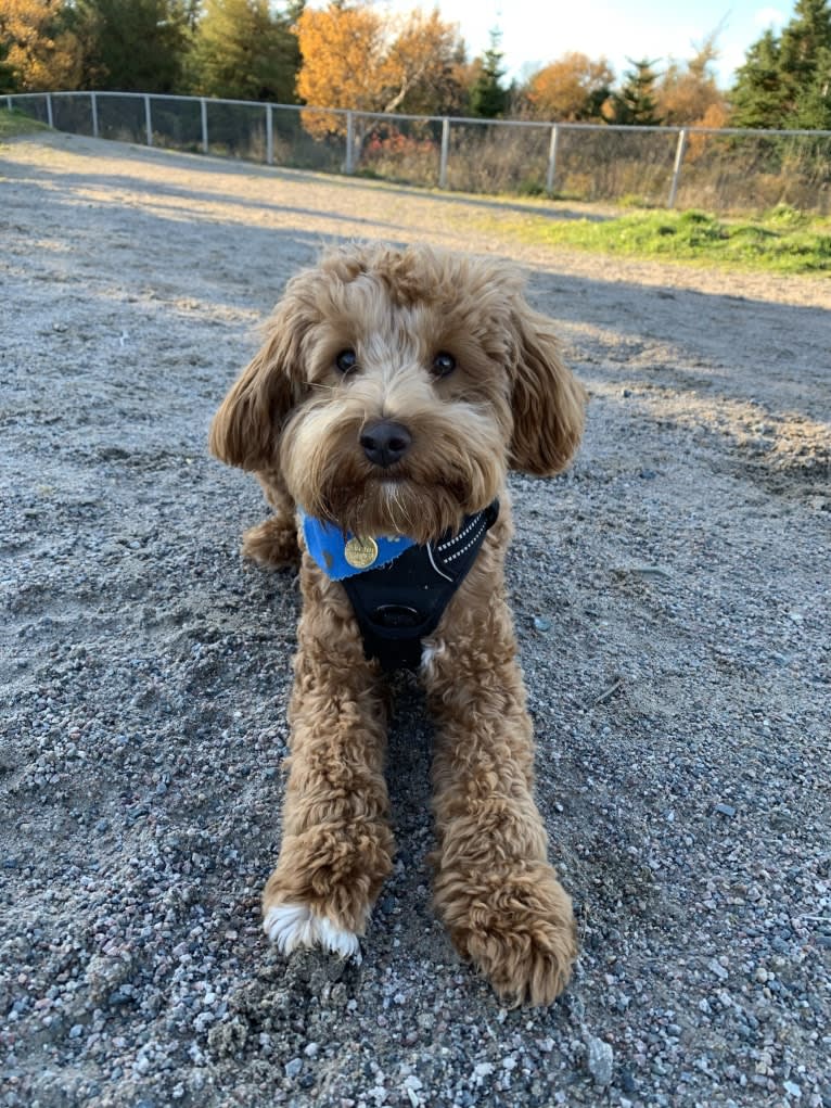 Archie, a Maltipoo (14.2% unresolved) tested with EmbarkVet.com