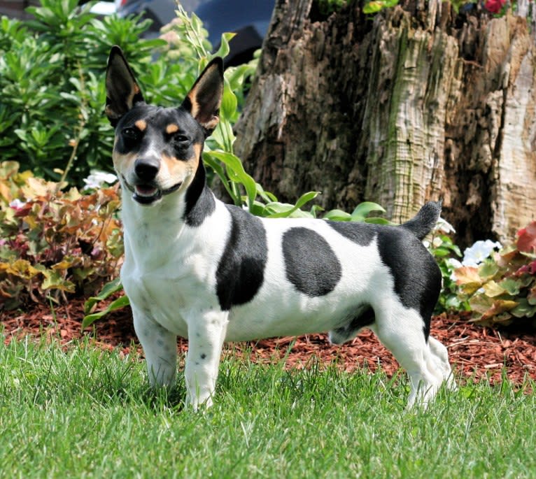 Rocky, a Teddy Roosevelt Terrier tested with EmbarkVet.com