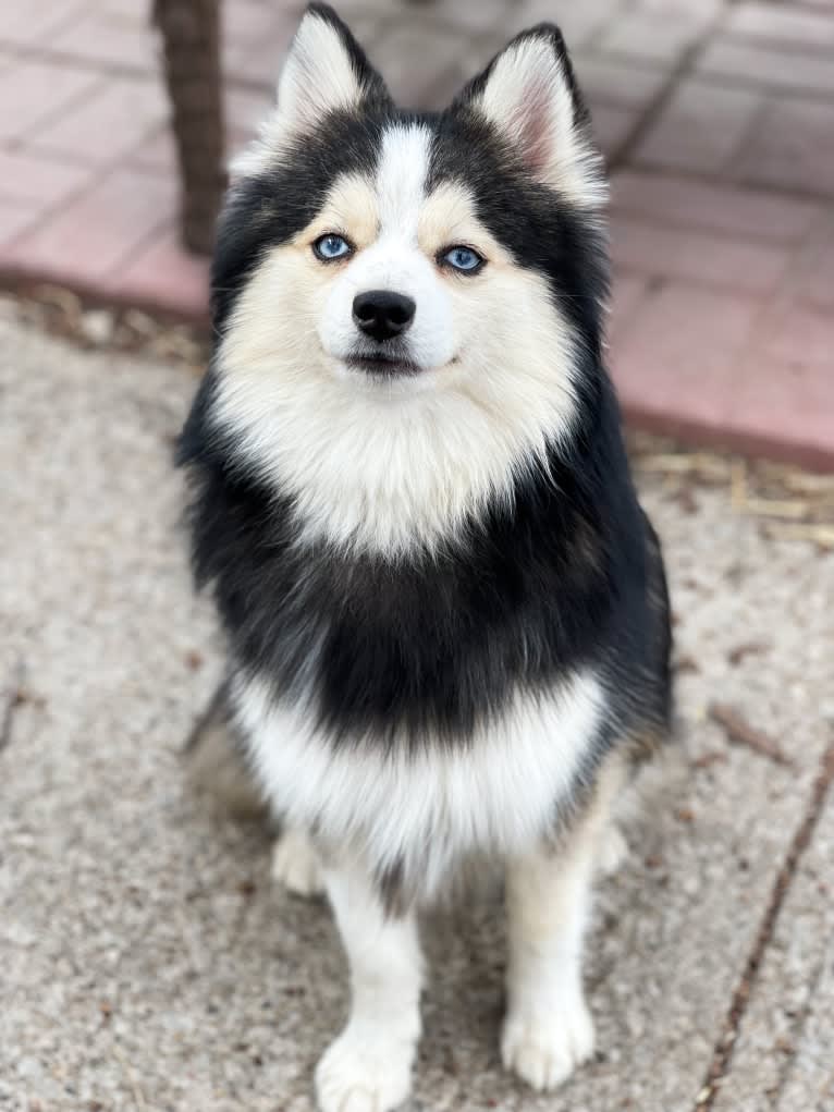 Trippy, a Pomsky tested with EmbarkVet.com