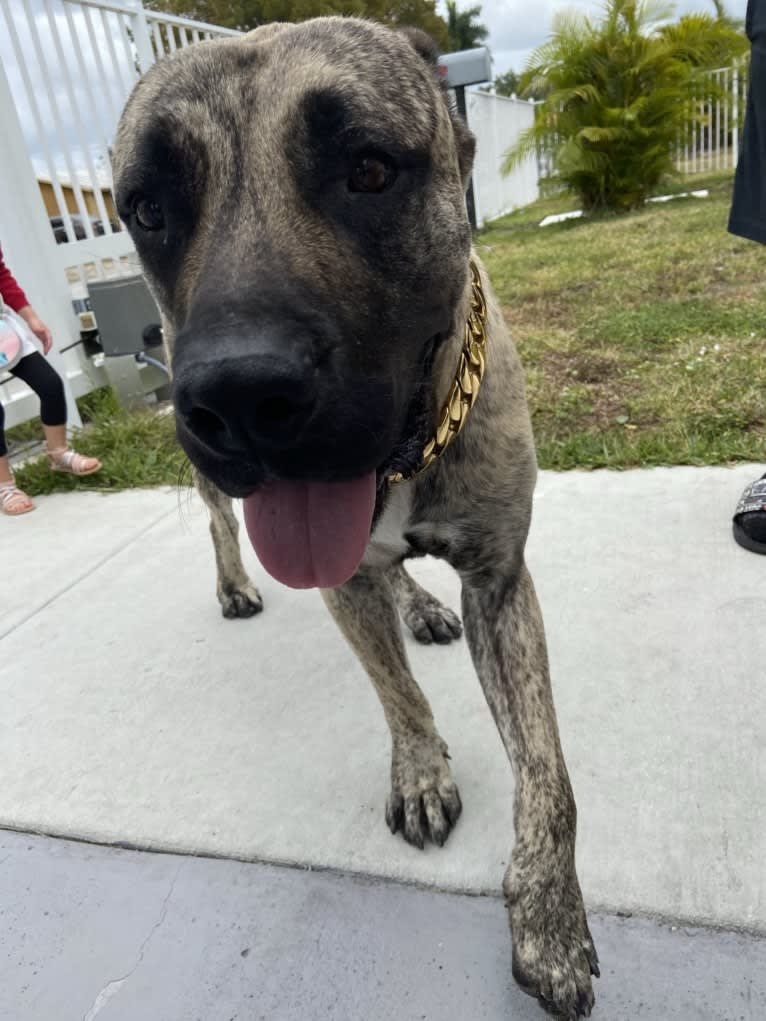 Capoñe, a Perro de Presa Canario tested with EmbarkVet.com