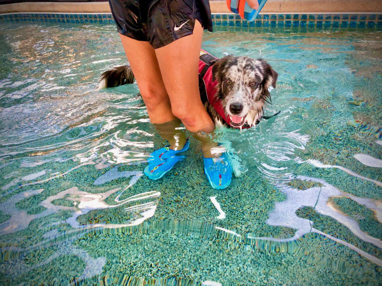 Zuzu, a Border Collie tested with EmbarkVet.com