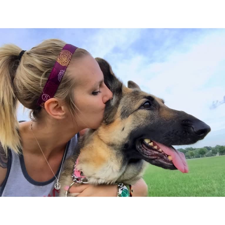 Kema, a German Shepherd Dog tested with EmbarkVet.com