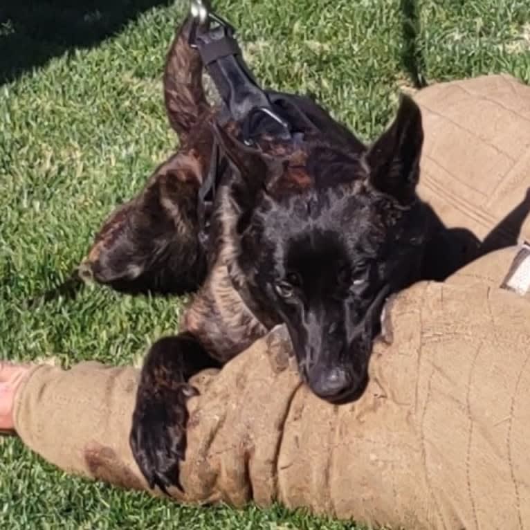 Static, a Dutch Shepherd tested with EmbarkVet.com