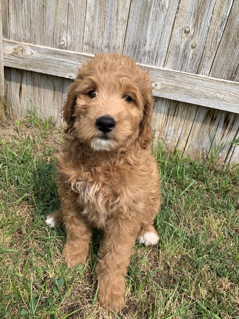 Black Collar, a Goldendoodle tested with EmbarkVet.com