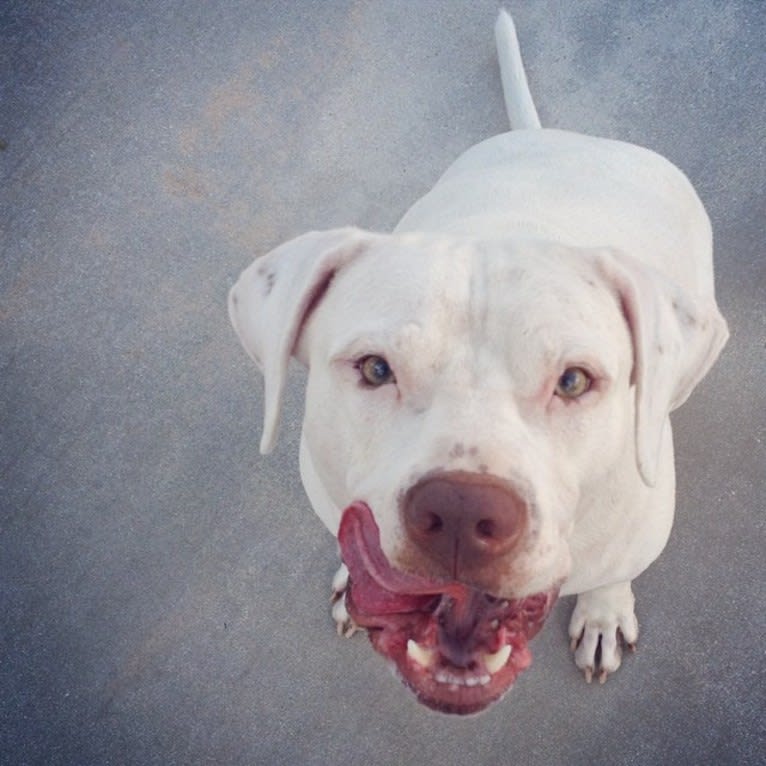 Murphy Lorenzo, an American Pit Bull Terrier and Brittany mix tested with EmbarkVet.com
