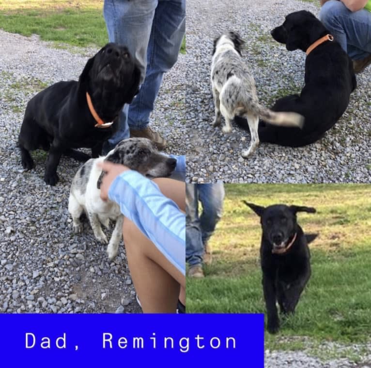 Roscoe, a Beagle and Labrador Retriever mix tested with EmbarkVet.com
