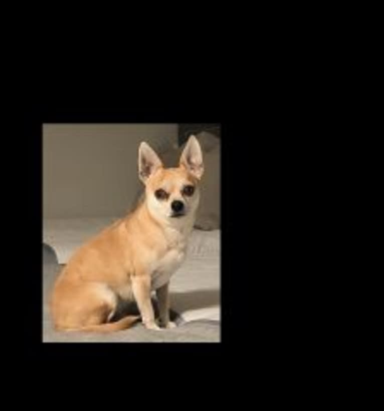 JOE, a Chihuahua and Yorkshire Terrier mix tested with EmbarkVet.com