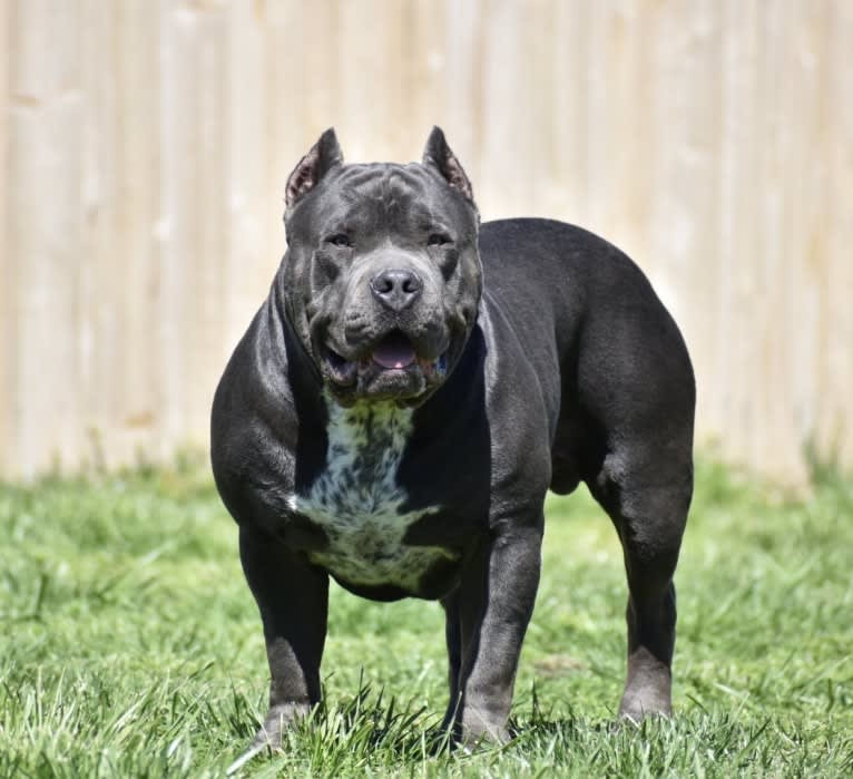 Sanctified Bullies Royce, an American Bully tested with EmbarkVet.com